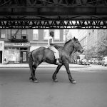 Vivian Maier - August 11, 1954, New York, NY